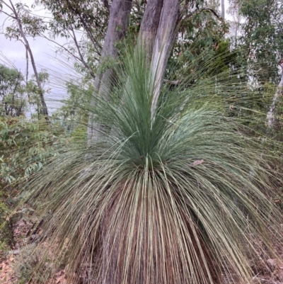Xanthorrhoea glauca subsp. angustifolia (Grey Grass-tree) at Uriarra Village, ACT - 26 Feb 2024 by NickiTaws