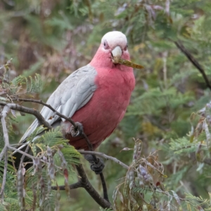 Eolophus roseicapilla at QPRC LGA - 25 Nov 2023