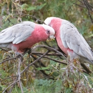 Eolophus roseicapilla at QPRC LGA - 25 Nov 2023