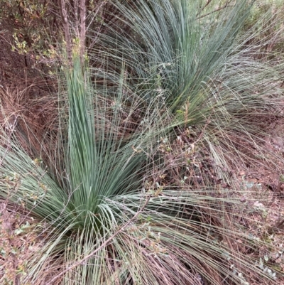 Xanthorrhoea glauca subsp. angustifolia (Grey Grass-tree) at Durran Durra, NSW - 26 Feb 2024 by NickiTaws