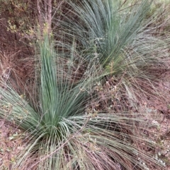 Xanthorrhoea glauca subsp. angustifolia (Grey Grass-tree) at QPRC LGA - 26 Feb 2024 by NickiTaws