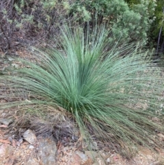 Xanthorrhoea glauca subsp. angustifolia (Grey Grass-tree) at Uriarra Village, ACT - 26 Feb 2024 by NickiTaws