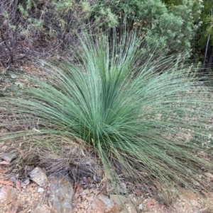 Xanthorrhoea glauca subsp. angustifolia at Namadgi National Park - 27 Feb 2024