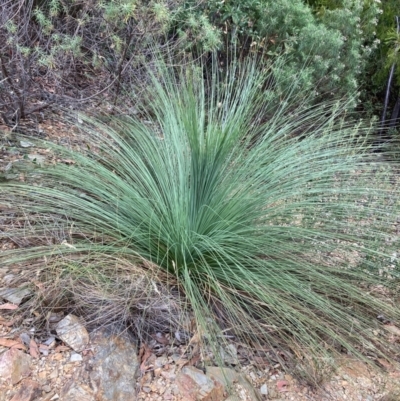 Xanthorrhoea glauca subsp. angustifolia (Grey Grass-tree) at Uriarra Village, ACT - 26 Feb 2024 by NickiTaws