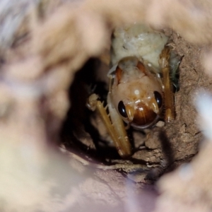 Cooraboorama canberrae at Symonston, ACT - suppressed