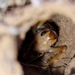 Cooraboorama canberrae at Symonston, ACT - suppressed