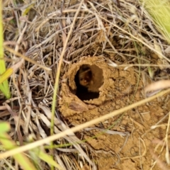 Cooraboorama canberrae at Symonston, ACT - suppressed