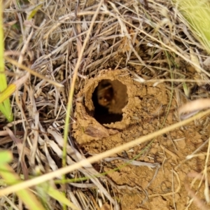 Cooraboorama canberrae at Symonston, ACT - suppressed