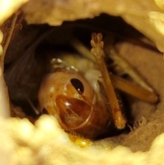 Cooraboorama canberrae at Symonston, ACT - suppressed