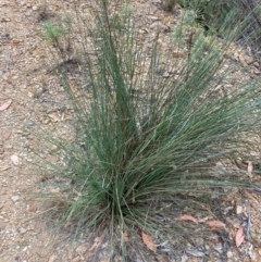 Xanthorrhoea glauca subsp. angustifolia (Grey Grass-tree) at Namadgi National Park - 26 Feb 2024 by NickiTaws