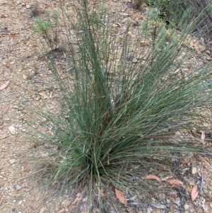 Xanthorrhoea glauca subsp. angustifolia at Namadgi National Park - 27 Feb 2024