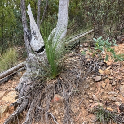 Xanthorrhoea glauca subsp. angustifolia (Grey Grass-tree) at Namadgi National Park - 26 Feb 2024 by NickiTaws