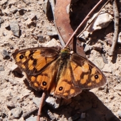 Heteronympha penelope (Shouldered Brown) at Aranda, ACT - 25 Feb 2024 by CathB