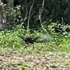 Menura novaehollandiae (Superb Lyrebird) at Brogers Creek, NSW - 27 Feb 2024 by lbradley