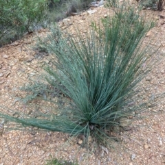 Xanthorrhoea glauca subsp. angustifolia (Grey Grass-tree) at Uriarra Village, ACT - 26 Feb 2024 by NickiTaws