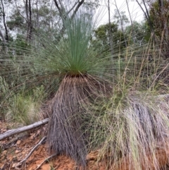 Xanthorrhoea glauca subsp. angustifolia (Grey Grass-tree) at Uriarra Village, ACT - 26 Feb 2024 by NickiTaws