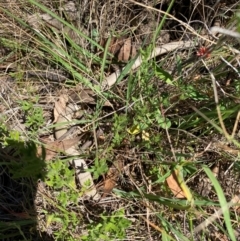 Lialis burtonis (Burton's Snake-lizard) at Tharwa, ACT - 24 Feb 2024 by Shazw