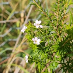 Coleonema pulchellum (Diosma) at Fadden, ACT - 27 Feb 2024 by Mike