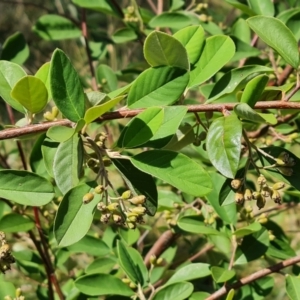 Cotoneaster glaucophyllus at Isaacs Ridge and Nearby - 27 Feb 2024 03:22 PM