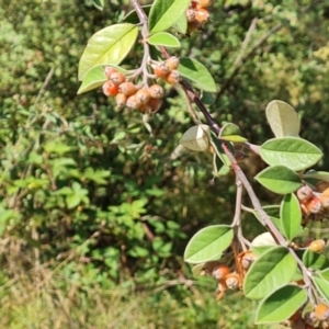 Cotoneaster glaucophyllus at Hume, ACT - 27 Feb 2024