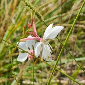 Oenothera lindheimeri at Hume, ACT - 27 Feb 2024