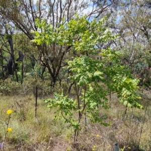 Koelreuteria paniculata at Isaacs Ridge and Nearby - 27 Feb 2024