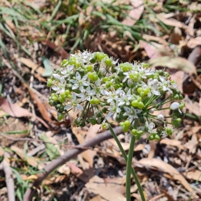 Allium tuberosum (Garlic Chives) at Fadden, ACT - 27 Feb 2024 by Mike