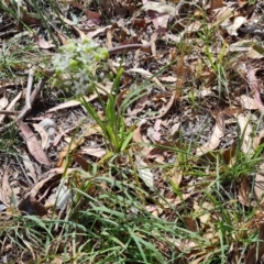 Allium tuberosum at Isaacs Ridge and Nearby - 27 Feb 2024