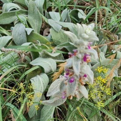 Stachys byzantina (Lambs Ears) at Fadden, ACT - 27 Feb 2024 by Mike