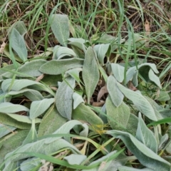 Stachys byzantina at Fadden, ACT - 27 Feb 2024