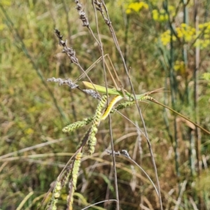 Acrida conica at Fadden, ACT - 27 Feb 2024