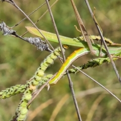 Acrida conica at Fadden, ACT - 27 Feb 2024