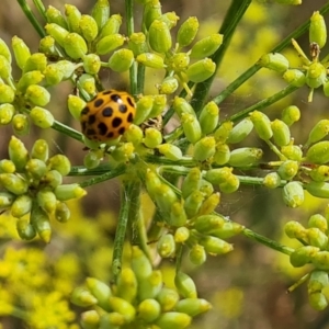 Harmonia conformis at Isaacs, ACT - 27 Feb 2024