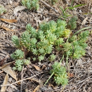 Sedum sp. at Isaacs, ACT - 27 Feb 2024 02:47 PM