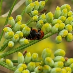 Hippodamia variegata (Spotted Amber Ladybird) at Isaacs, ACT - 27 Feb 2024 by Mike