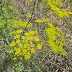 Foeniculum vulgare (Fennel) at Isaacs, ACT - 27 Feb 2024 by Mike