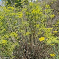 Foeniculum vulgare at Isaacs, ACT - 27 Feb 2024 02:37 PM