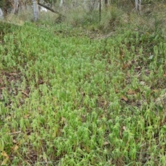 Euphorbia davidii (David's Spurge) at Isaacs, ACT - 27 Feb 2024 by Mike