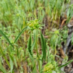 Euphorbia davidii at Isaacs, ACT - 27 Feb 2024