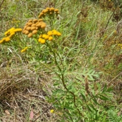 Tanacetum vulgare (Tansy) at Isaacs, ACT - 27 Feb 2024 by Mike