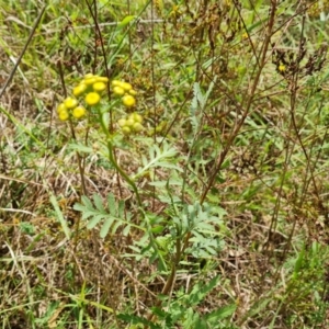 Tanacetum vulgare at Isaacs Ridge and Nearby - 27 Feb 2024 02:21 PM