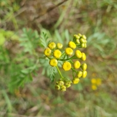 Tanacetum vulgare at Isaacs Ridge and Nearby - 27 Feb 2024 02:21 PM