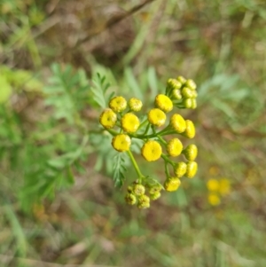 Tanacetum vulgare at Isaacs Ridge and Nearby - 27 Feb 2024