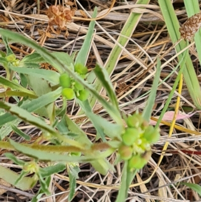 Euphorbia davidii (David's Spurge) at Isaacs Ridge and Nearby - 27 Feb 2024 by Mike