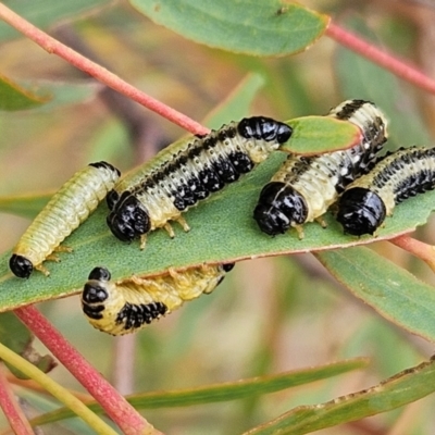 Paropsis atomaria (Eucalyptus leaf beetle) at The Pinnacle - 27 Feb 2024 by sangio7