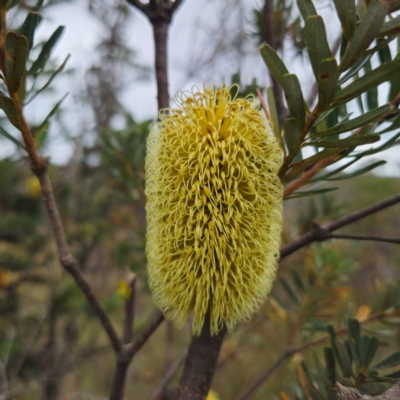 Banksia marginata (Silver Banksia) at Captains Flat, NSW - 27 Feb 2024 by Csteele4