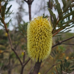 Banksia marginata (Silver Banksia) at Captains Flat, NSW - 27 Feb 2024 by Csteele4