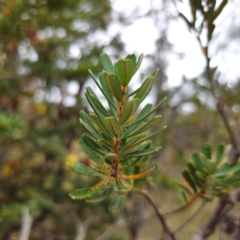 Banksia marginata at QPRC LGA - 27 Feb 2024