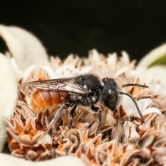 Megachile (Rhodomegachile) deanii at Acton, ACT - 27 Feb 2024 by Roger