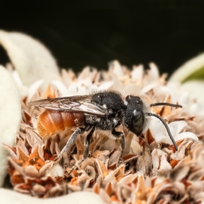 Megachile (Rhodomegachile) deanii at Acton, ACT - 27 Feb 2024 by Roger